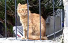 Elçilik taşındı ABD’nin kedileri aç kaldı