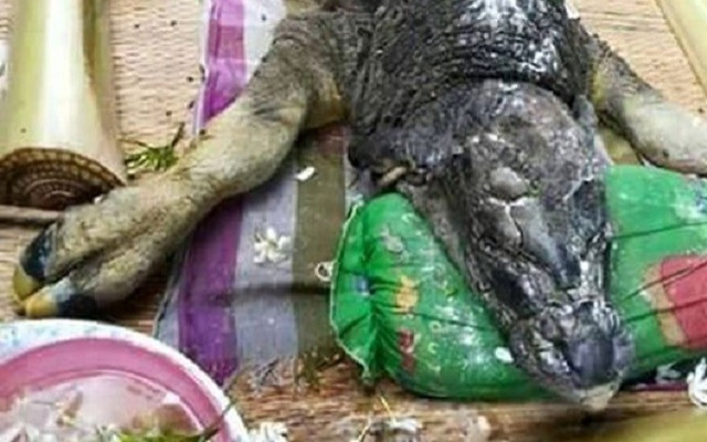 Dünya, bufalo-timsah hayvanını konuşuyor
