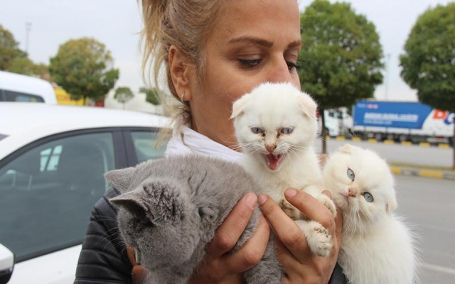 Devlet ihaleyle kedi yavrusu sattı