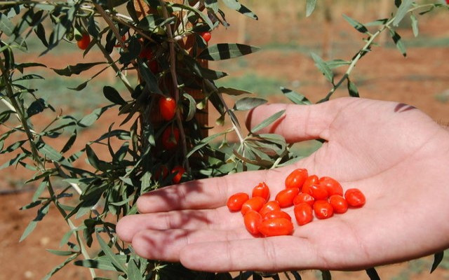 Go Berry Türkiye'de llk ürününü verdi