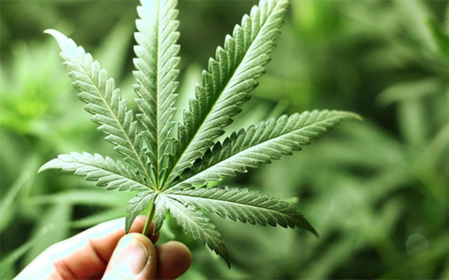 Türkiye'de ilk kez Marijuana yakalandı