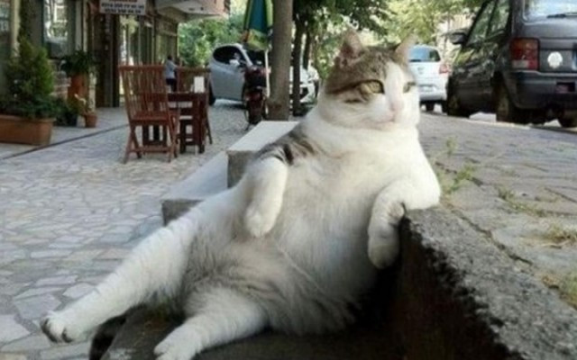 Bıçkın kedi Tombili'den kötü haber