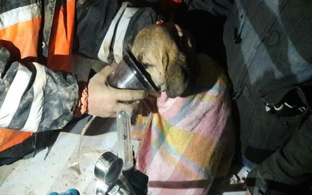 Yavru köpek 10 gün sonra kurtarıldı