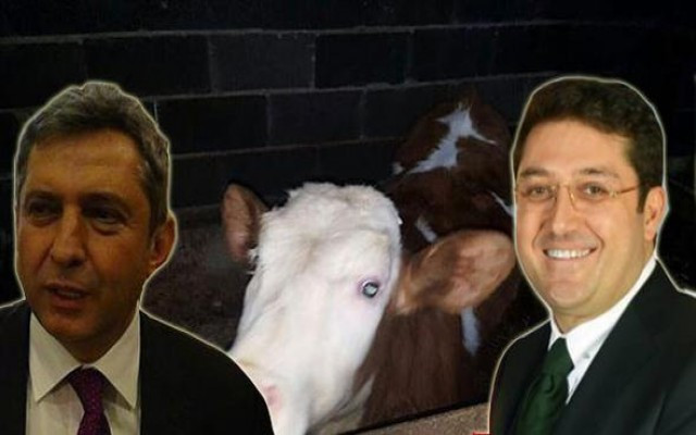 Belediyede Hollanda ineği krizi
