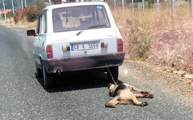 Vahşete verilen ceza isyan ettirdi