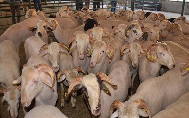 Kurbanlık fiyatları el yakacak