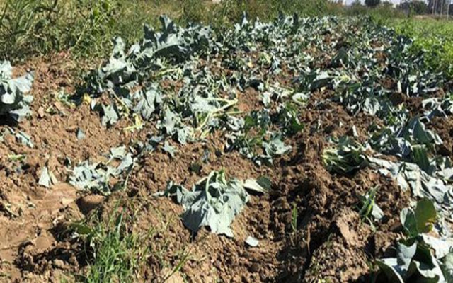 İzmir'de mide bulandıran olay