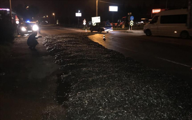 Tır kasasındaki 15 ton hamsi yola döküldü
