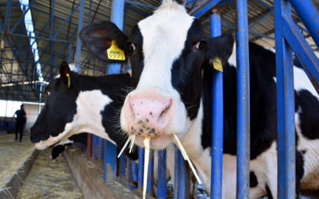 Şimdi de sütbank çöktü