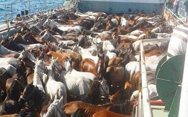 Atlara yapılan zulüm için sanatçılardan çağrı
