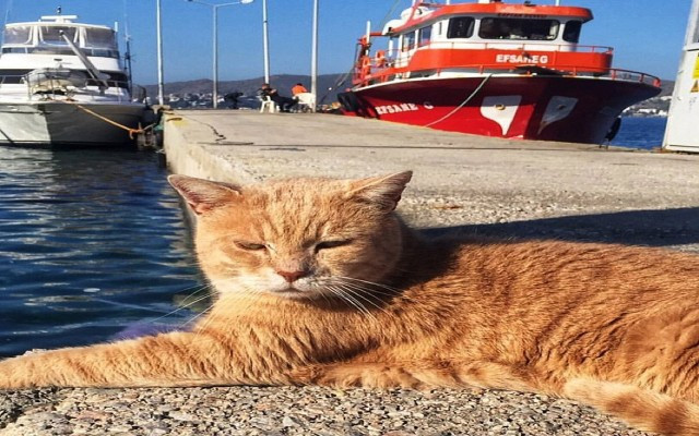 Bodrum belediyesinden anlamlı seçim çağrısı