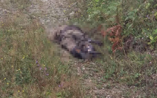 Kılıçdaroğlu'na suikast emri veren terörist öldürüldü