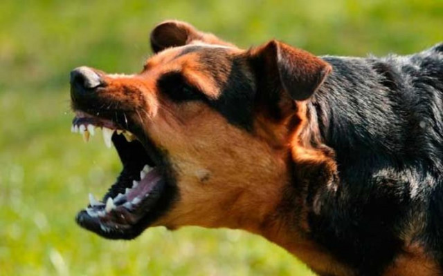 Köpek saldırıları artabilir uyarısı