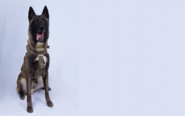 İşte Bağdadi'yi bitiren o köpek