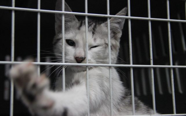 Kedi tırmığı adam yaralama suçu sayıldı