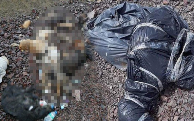 Ankara'da yine köpek katliamı