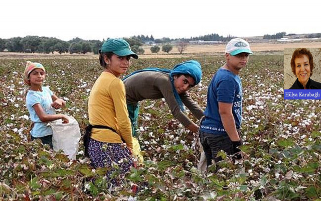 Urfa’da acı gerçek: 16 bin öğrenci mevsimlik işçisi