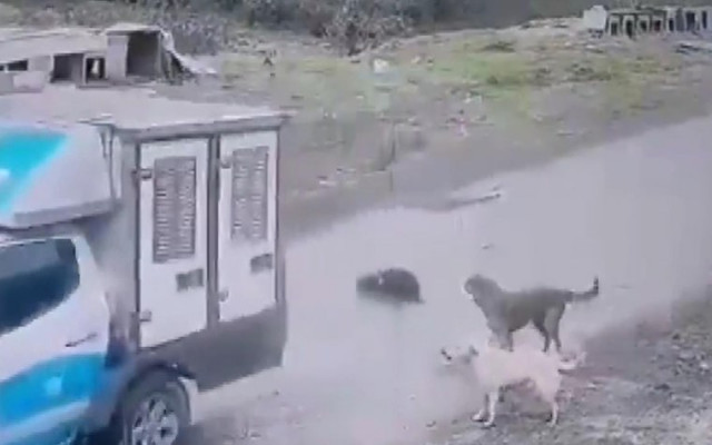 Köpek ezen belediyeci hakkında karar...