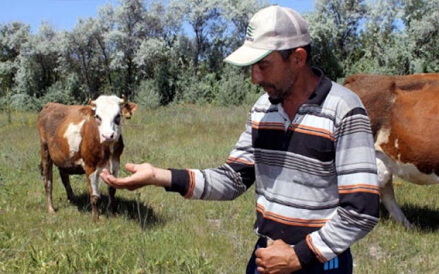Korona bitmeden yeni kabus başladı: Kene