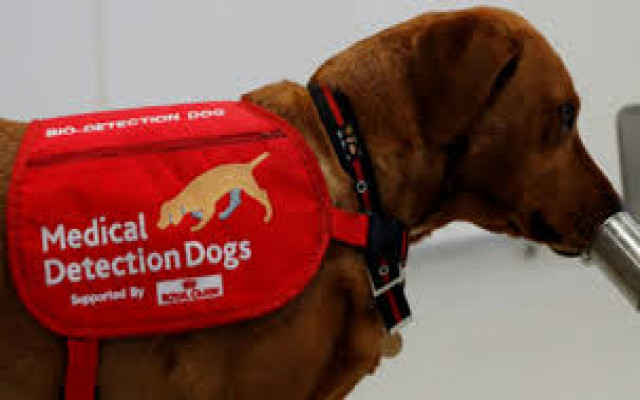 Köpekler koronavirüsün kokusunu alabiliyor