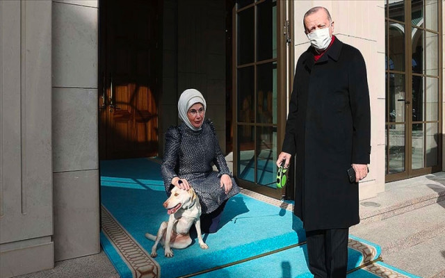 Hayvan Hakları Yasası Talimata Rağmen Geciktiriliyor