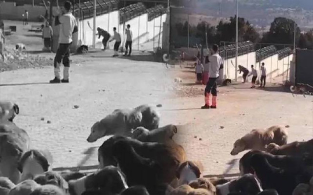 Köpeğe Uygulanan Vahşet Haberlerine Erişim Engeli
