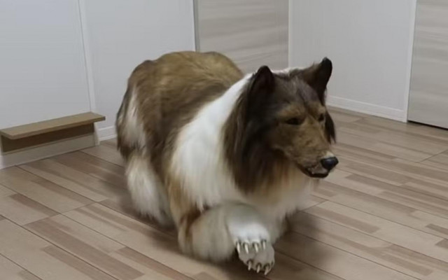 Köpek gibi görünmek için 260 bin TL harcadı